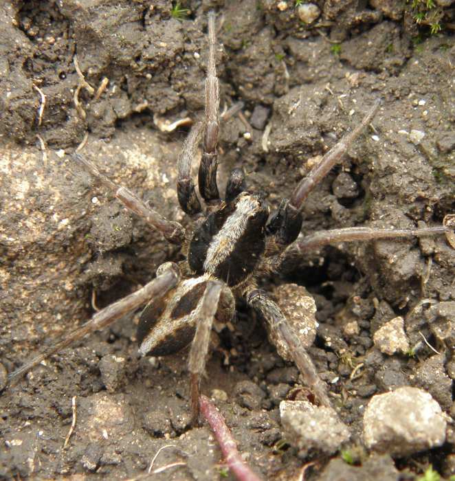 Alopecosa albofasciata